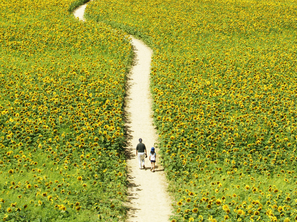 Прогулка через поле подсолнечников