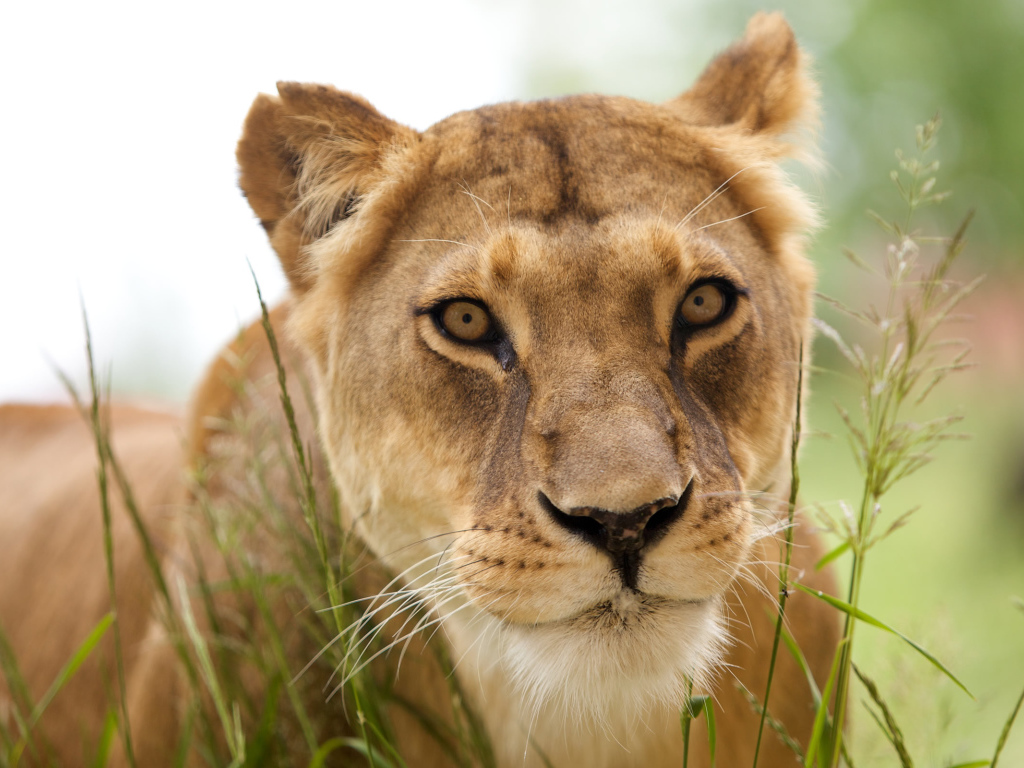 Красивая львица