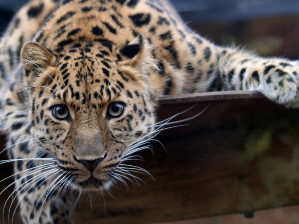 Большая пятнистая кошка