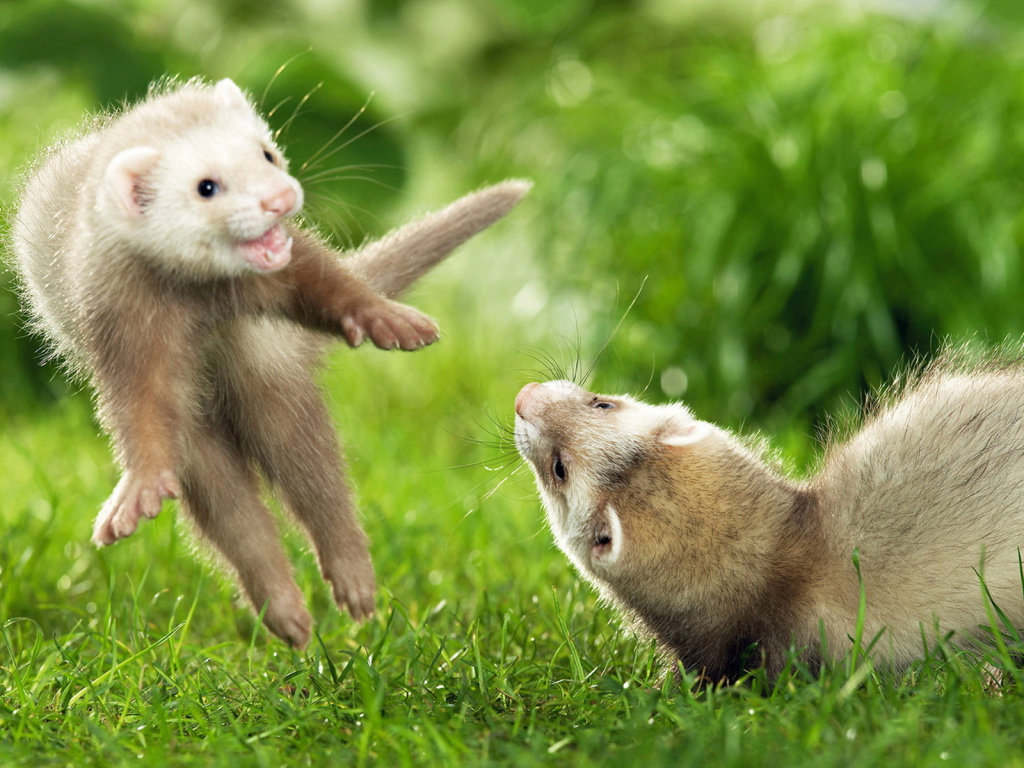 Игры хорьков