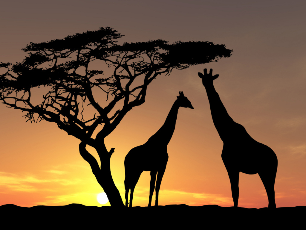 Жирафы в тени заката