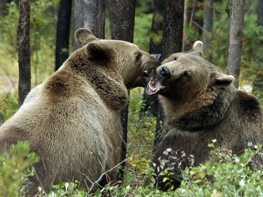 Медведи гризли