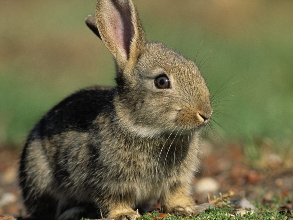 Заяц среди зелени