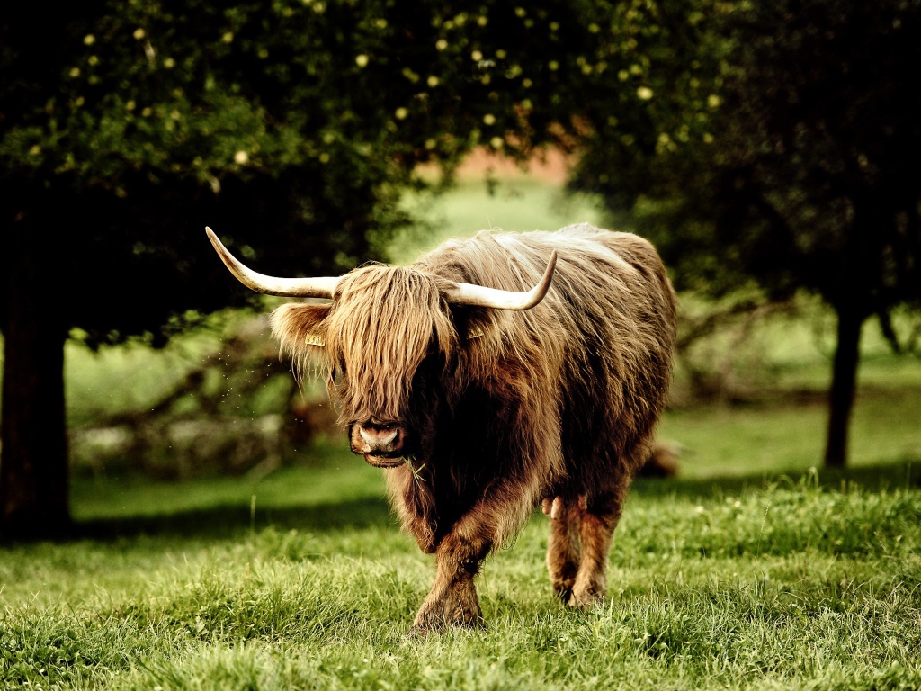 Рогатый зверь