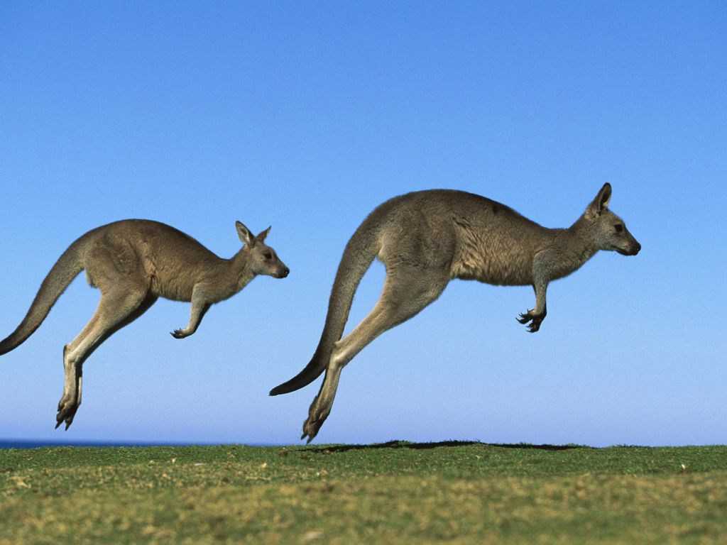 Кенгуру