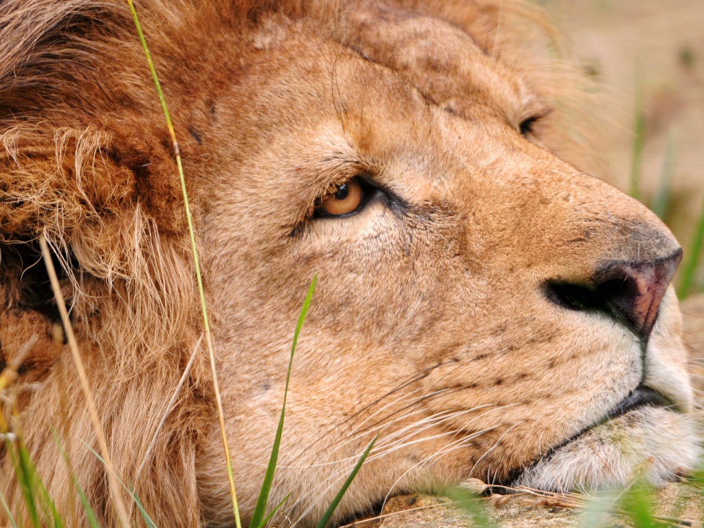 Львиная голова