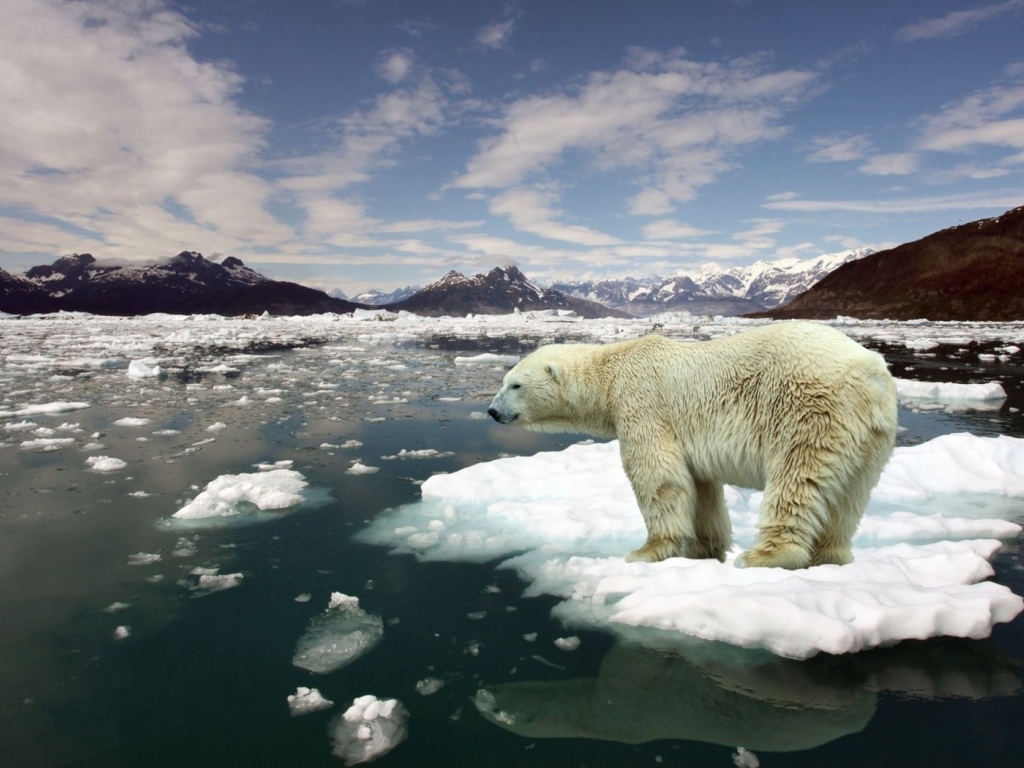 Белый медведь на льдине