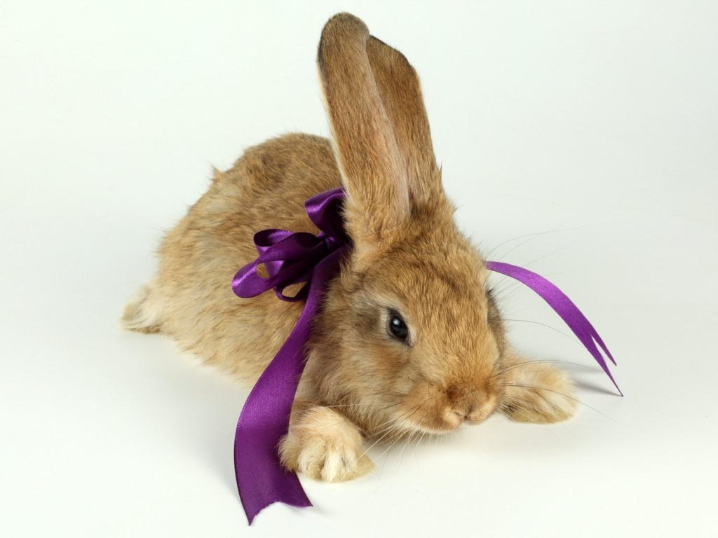Кролик с бантиком