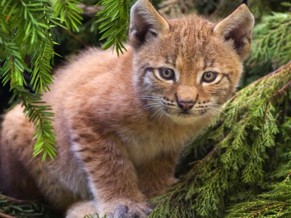 Рысенок на ветке