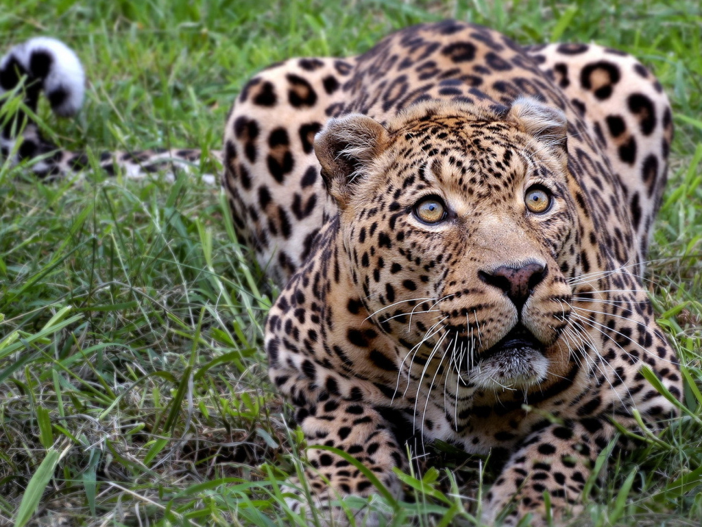 Притаившийся леопард