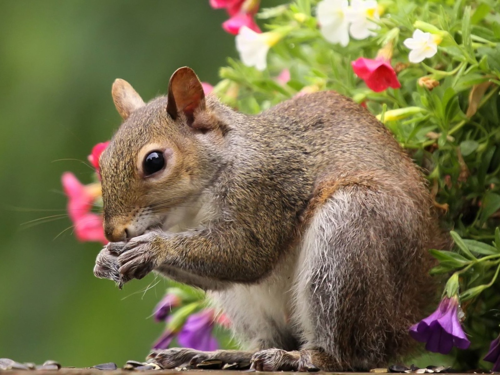 Белка во время трапезы