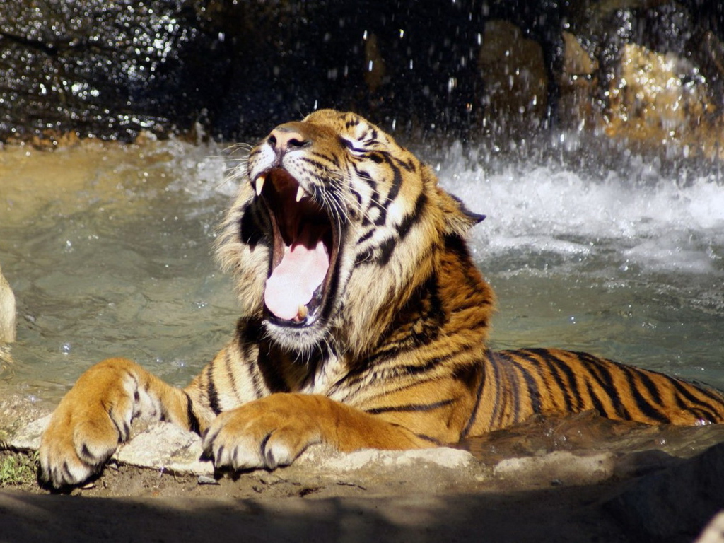 Тигр в воде