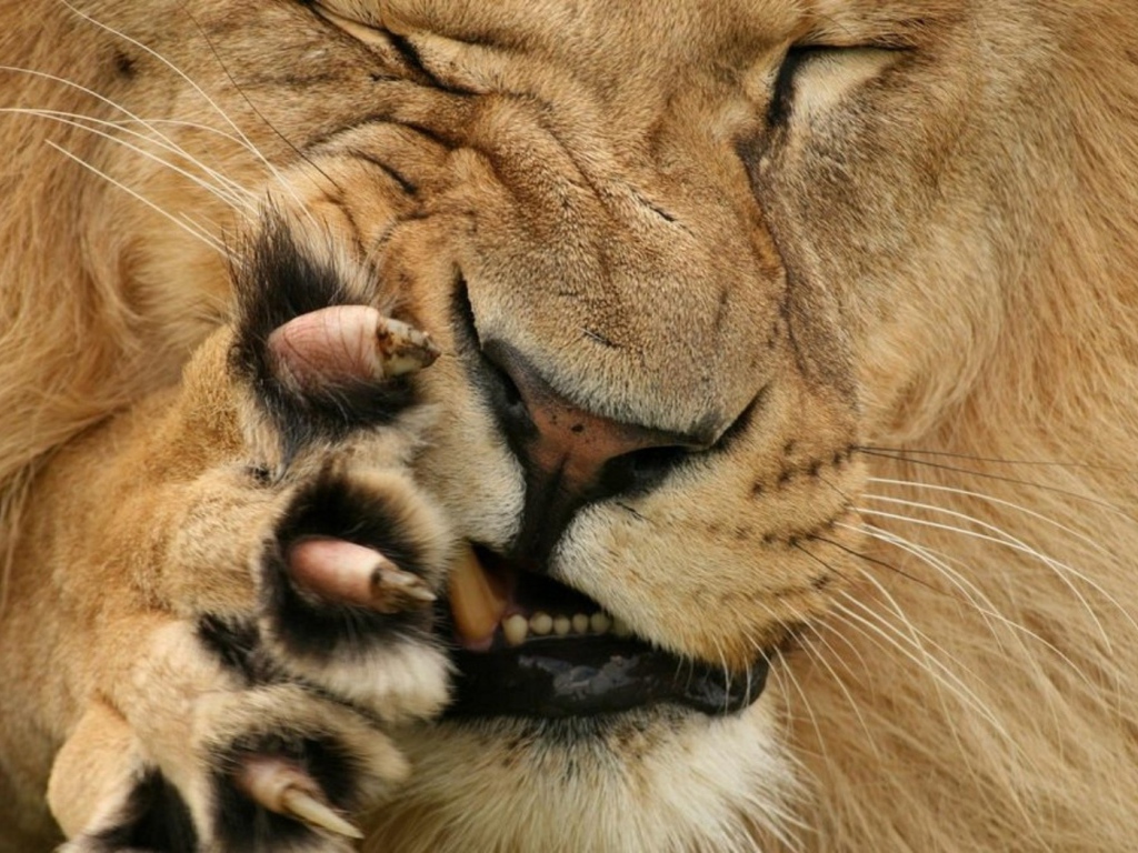 Царь зверей