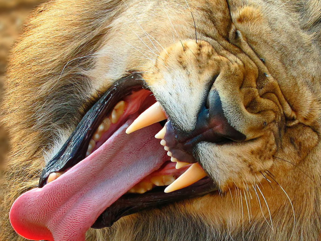 Зевающий лев