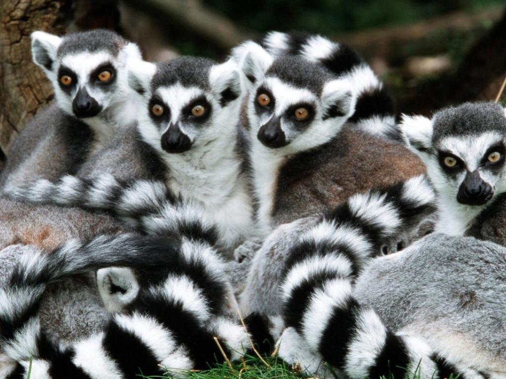 Лемуры