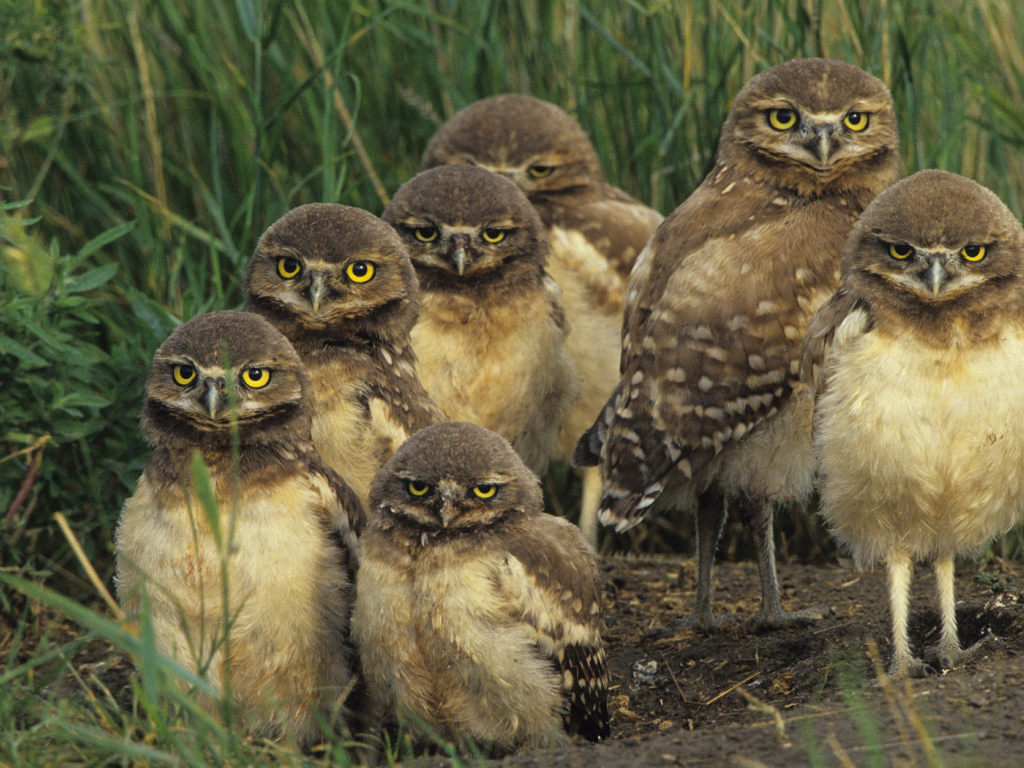 Птичье семейство