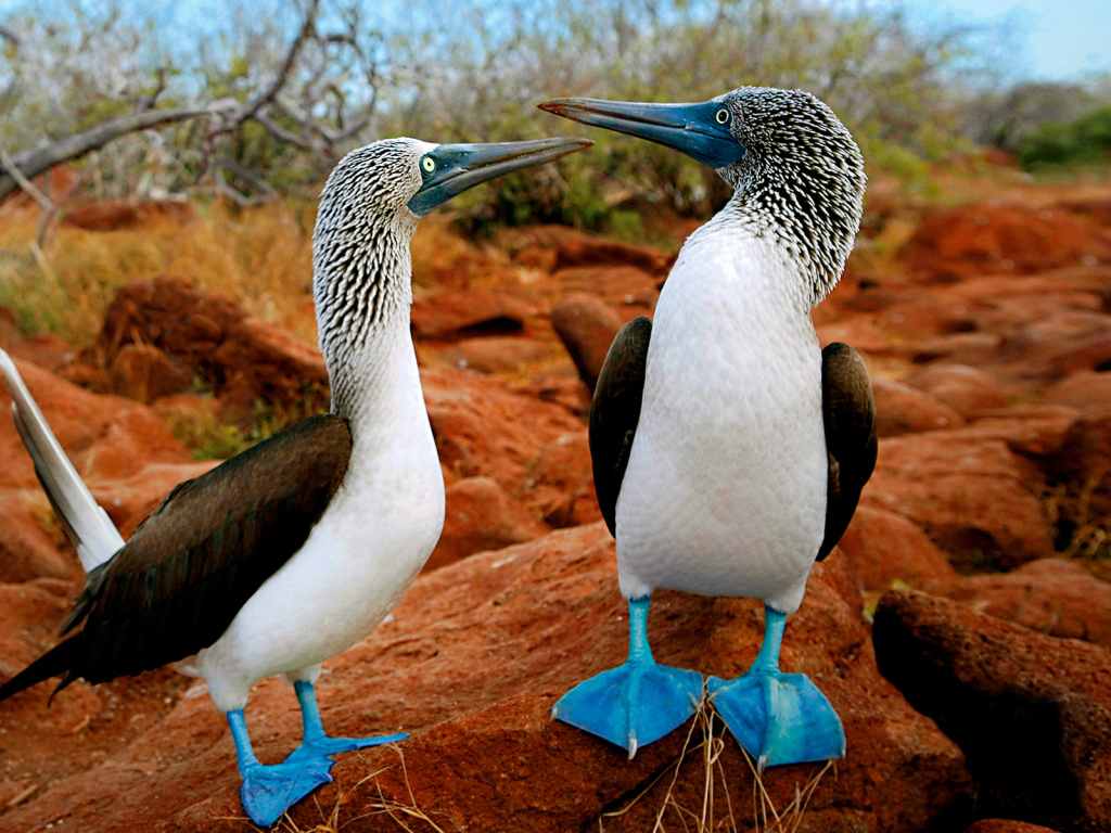 Птички с синими лапами