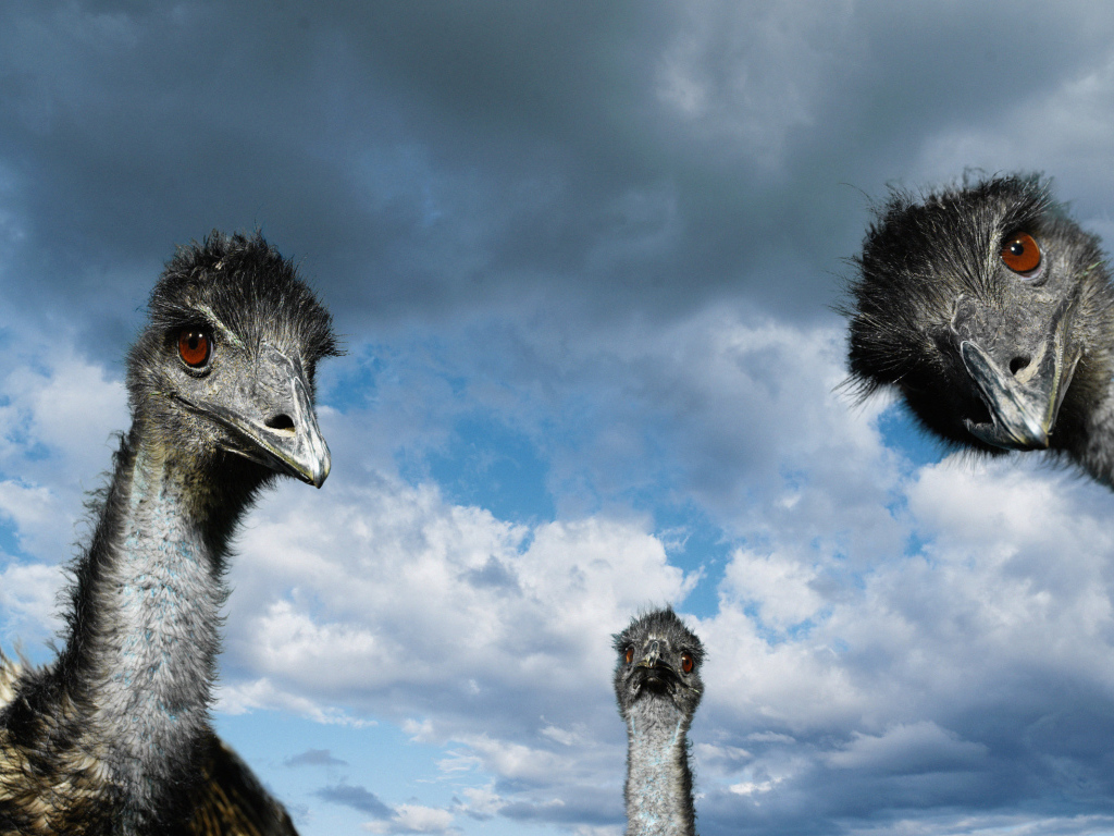 Страусы
