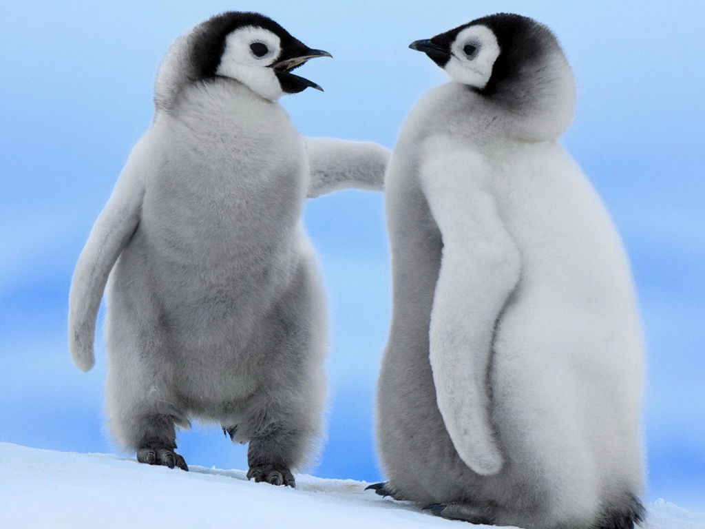 Парочка пингвинчиков