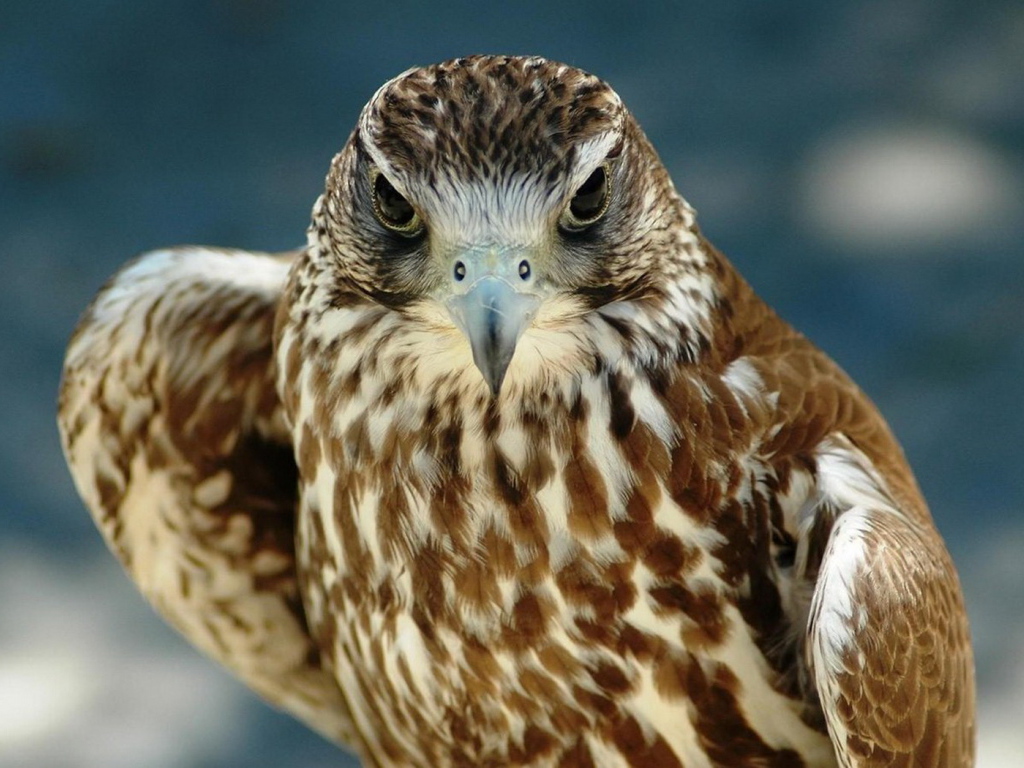 Хищный взгляд