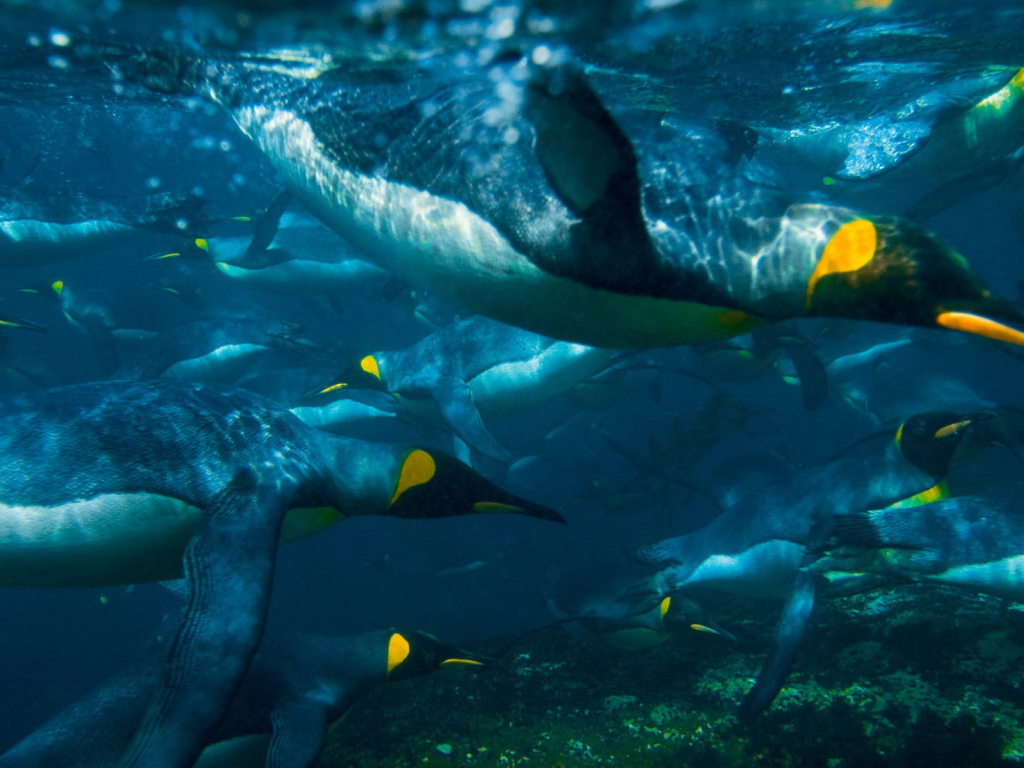 Плывущие пингвины