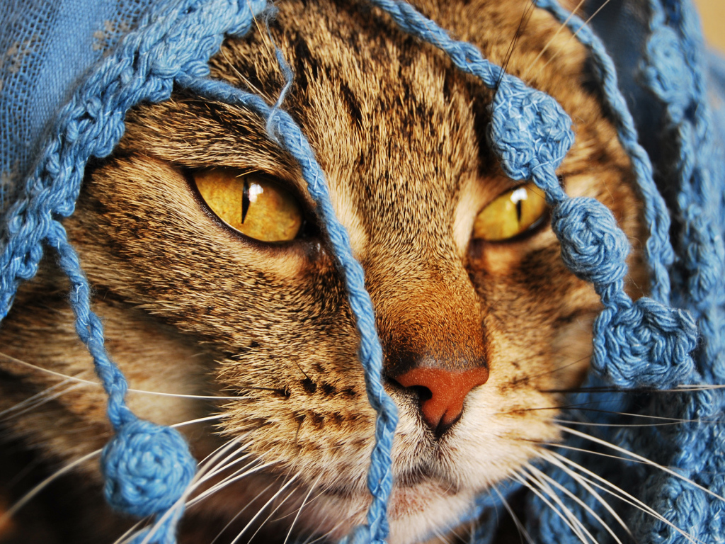 Кошка в кофточке