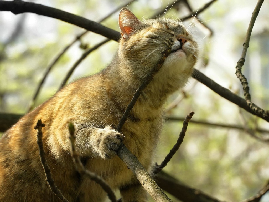 Кот на дереве