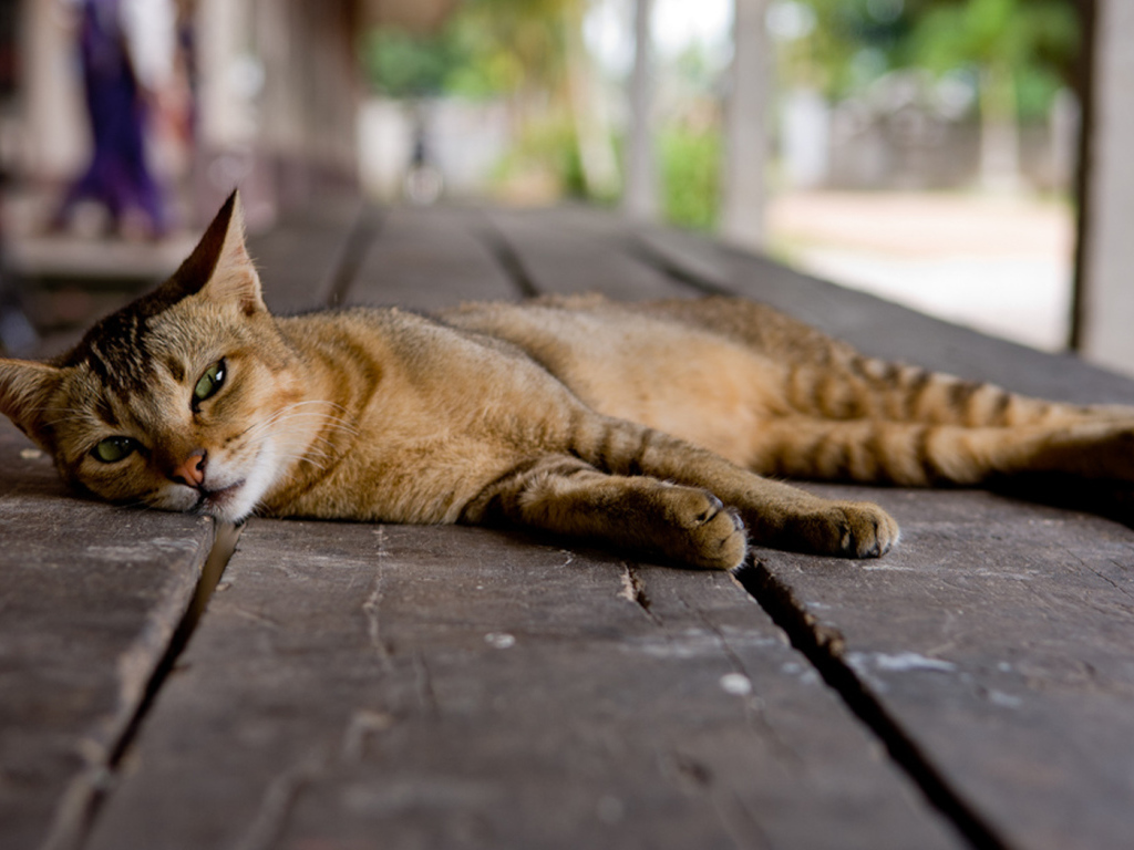 Кошка на полу