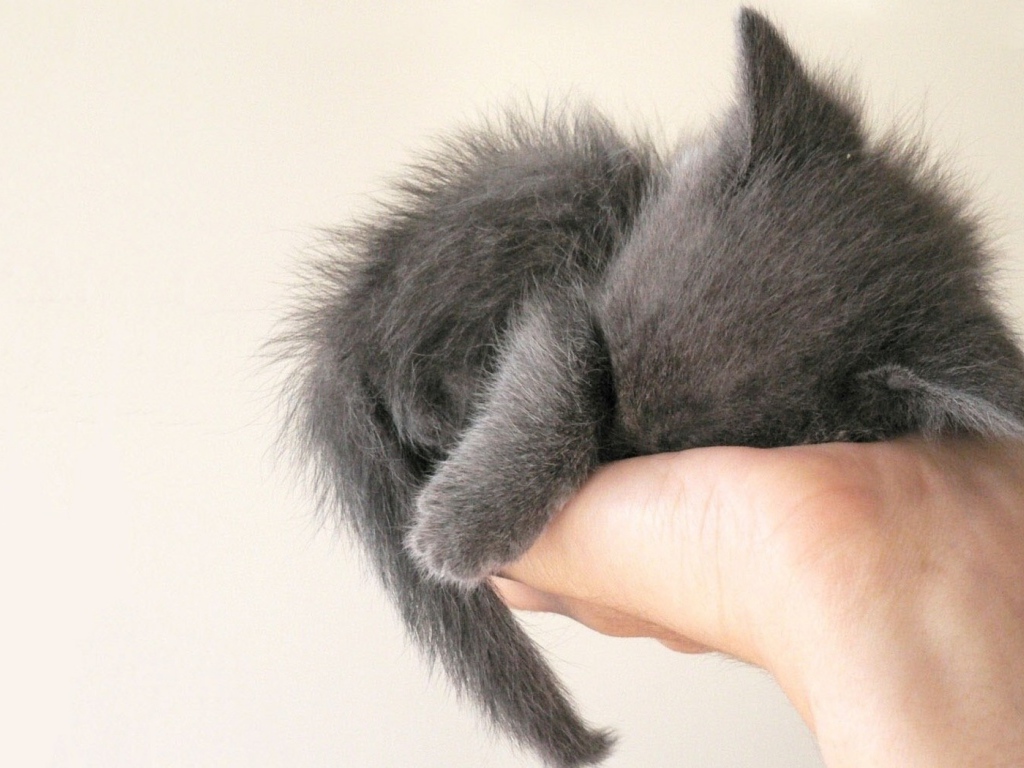 Серый котенок