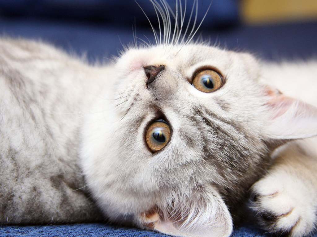 Симпатичная мордашка