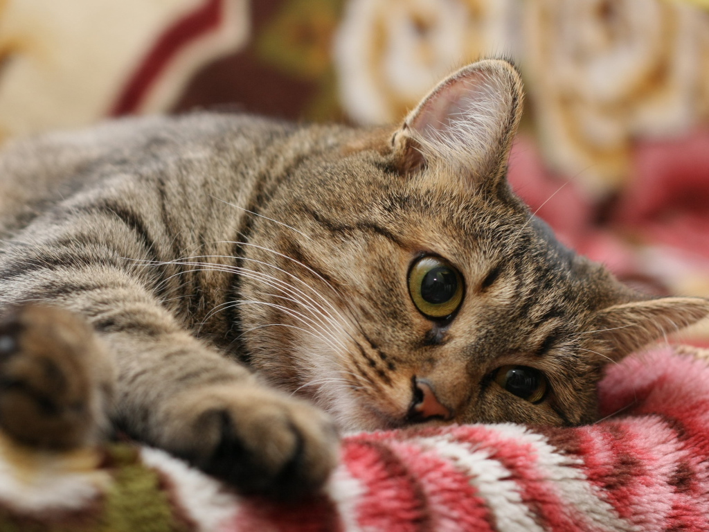 Киса на одеяле