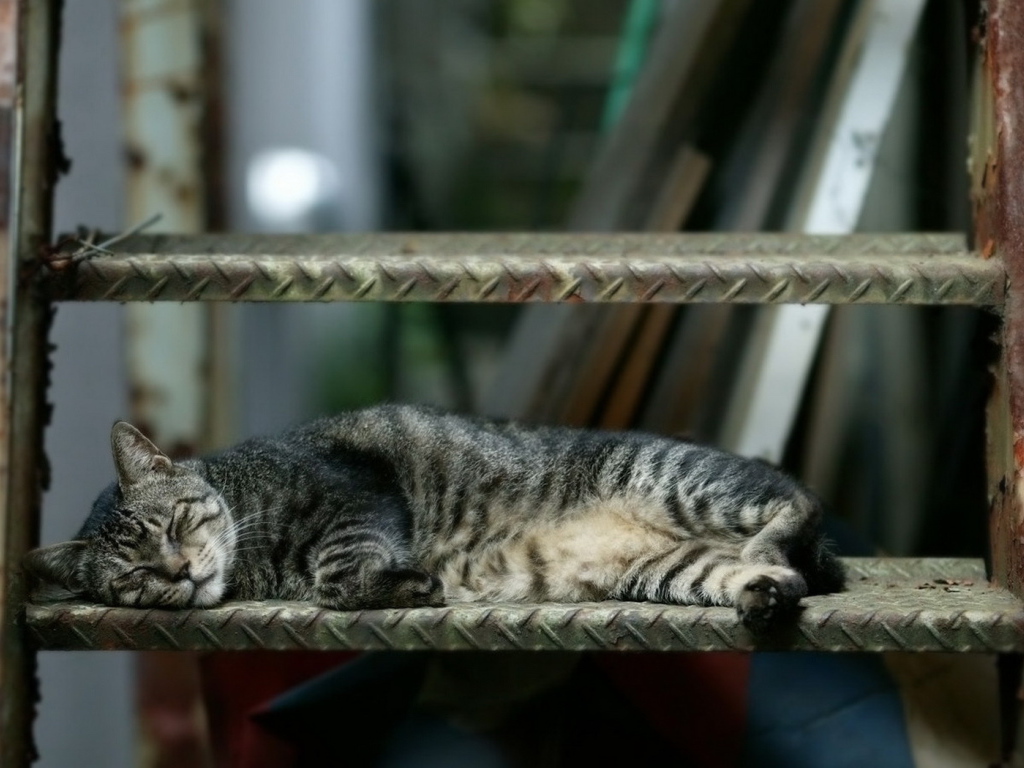 Спящая кошка