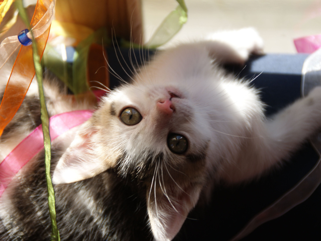 Маленькая киса