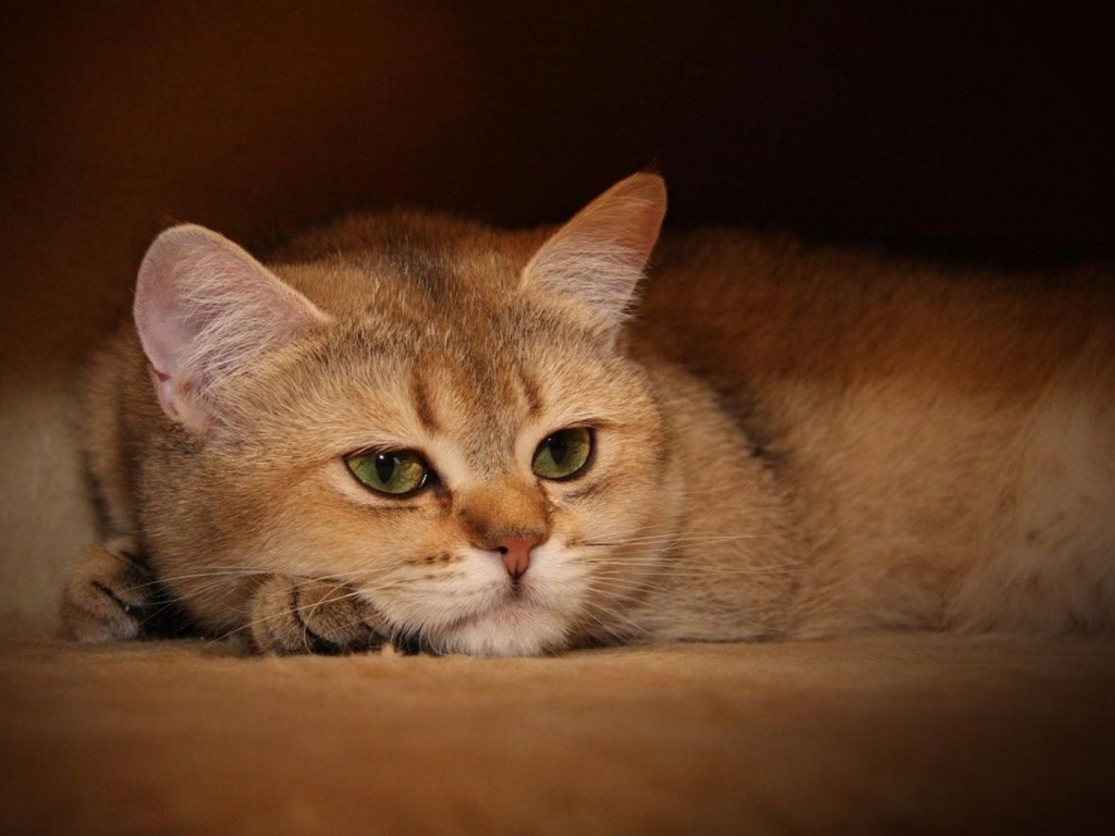 Задумчивый кот