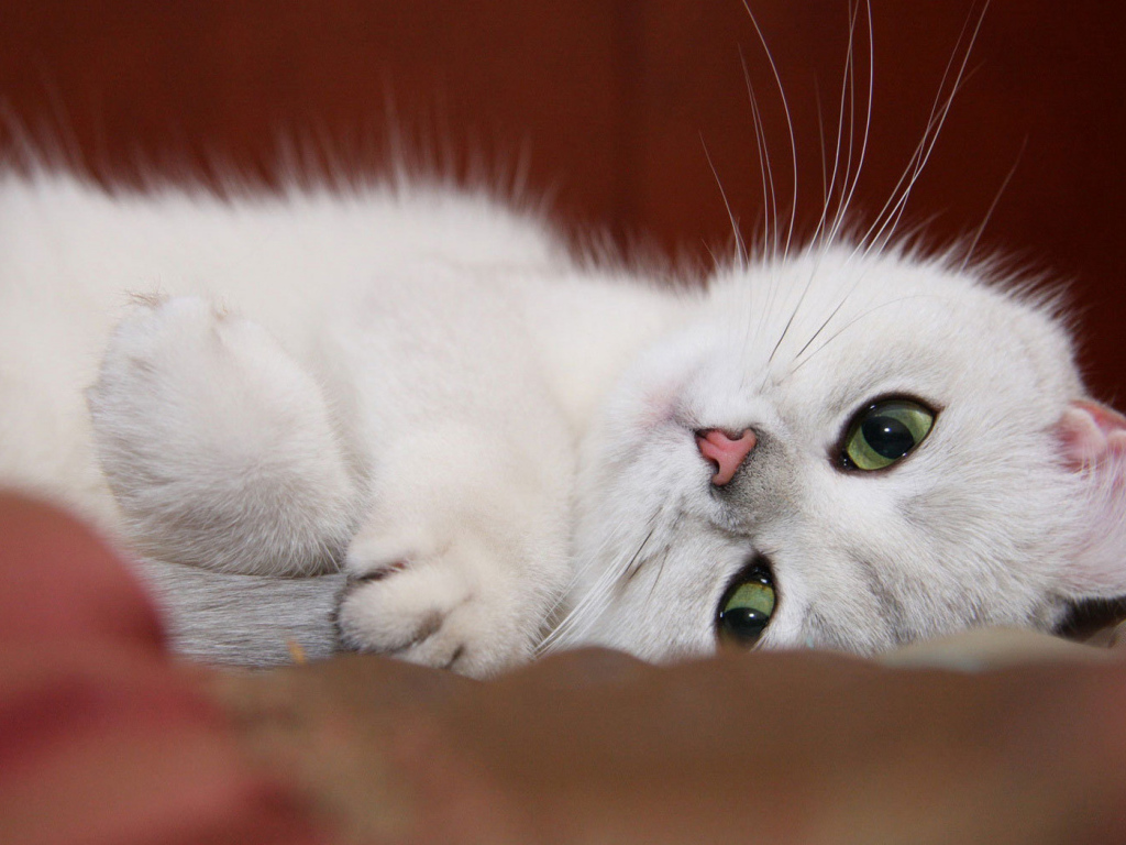 Белый котенок