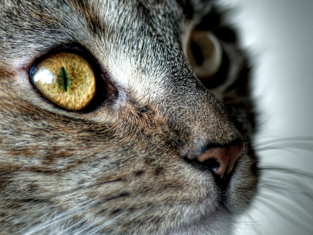 Кошачья мордашка