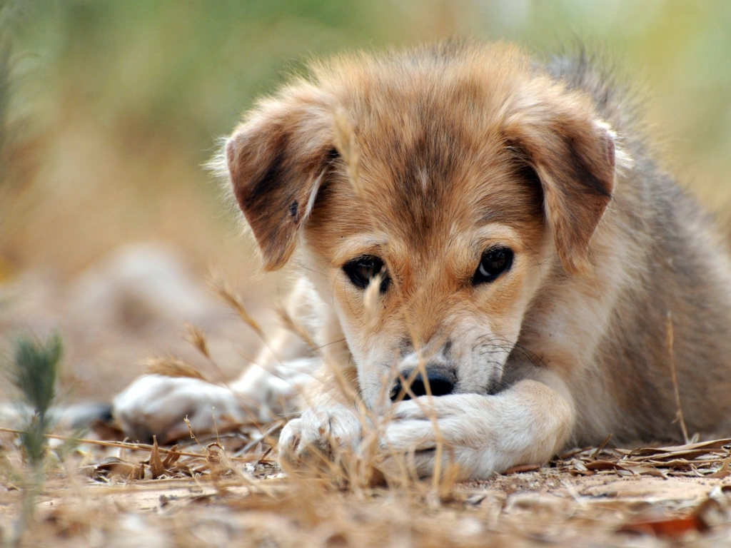 Щенячий взгляд