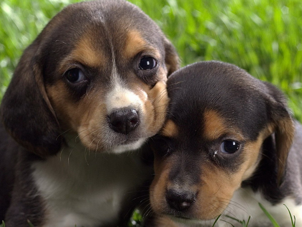 Маленькие бигли