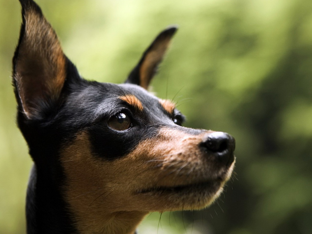 Маленький пинчер