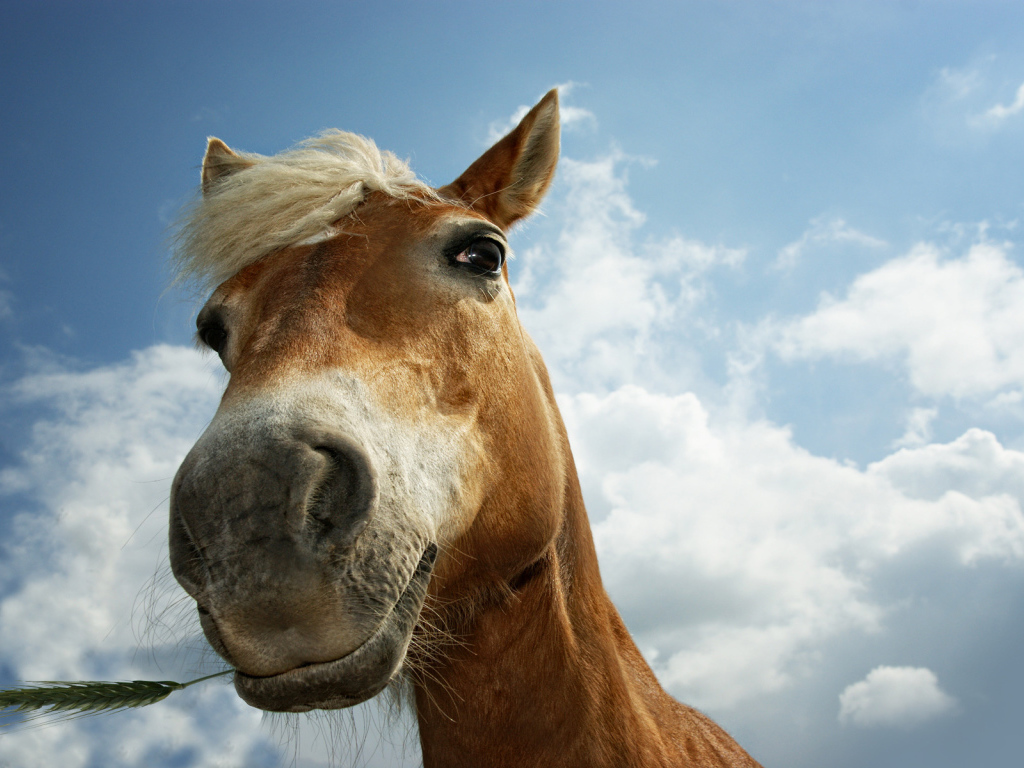 Лошадиная морда