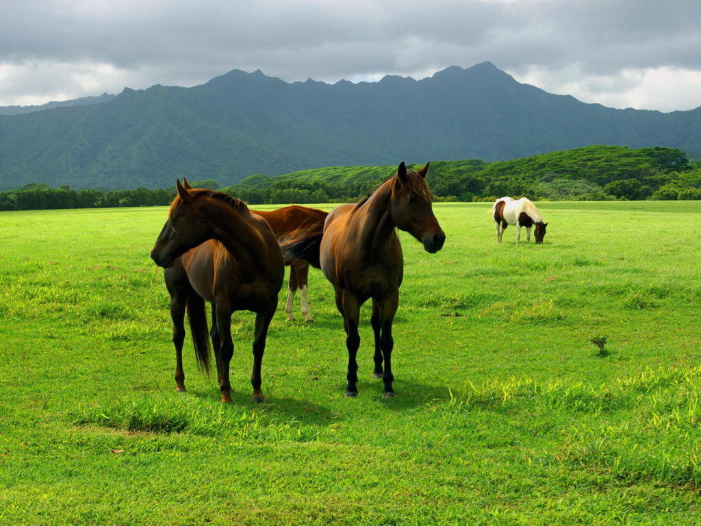 Лошади на пастбище