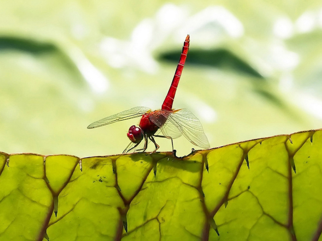 Стрекоза на листьях