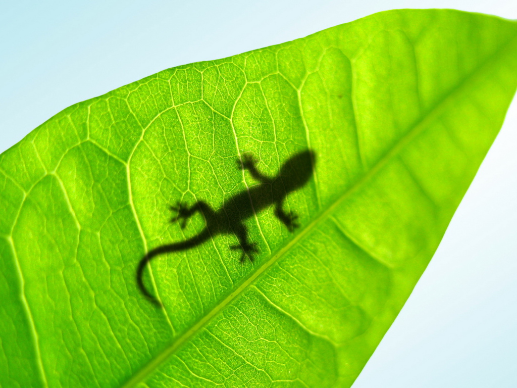 Small lizard on a leaf