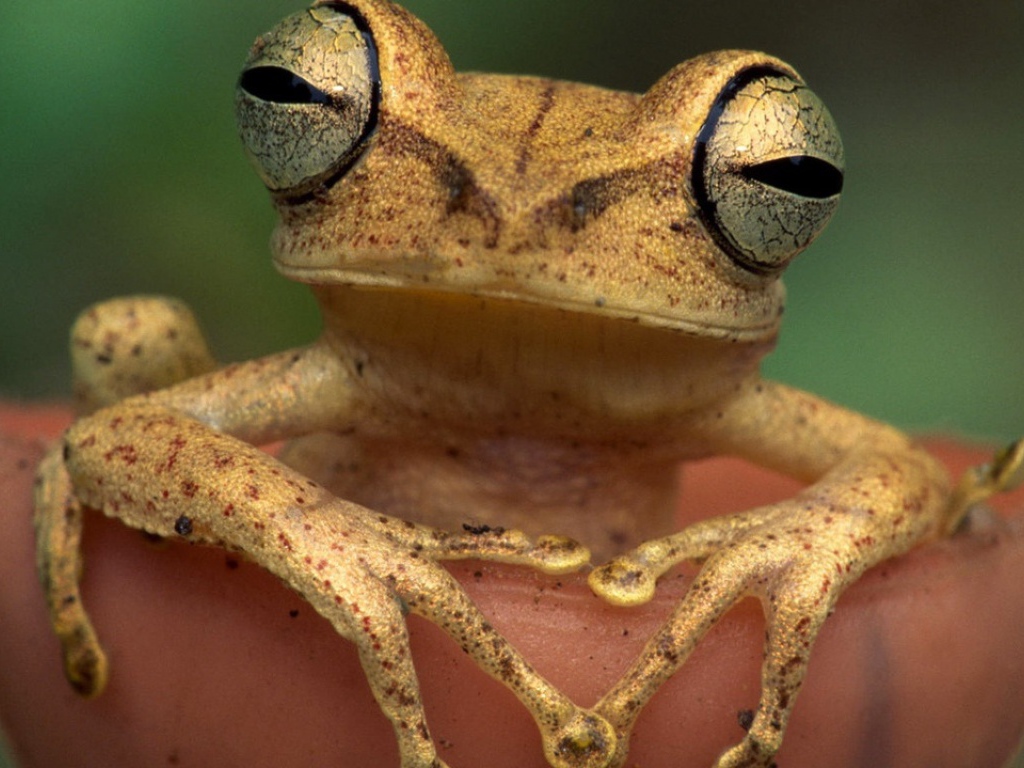Древесная лягушка