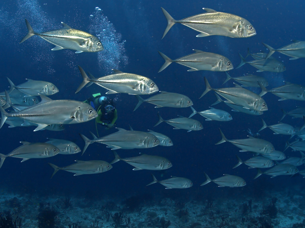 На дне моря