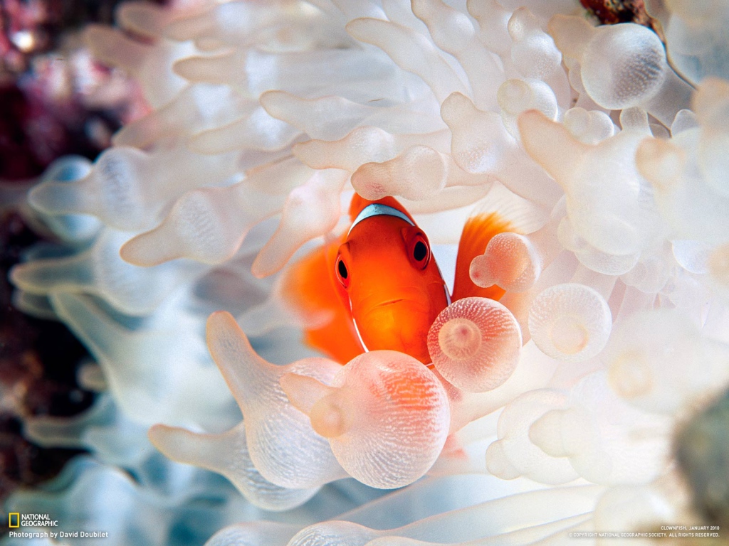 Коралловая рыбка
