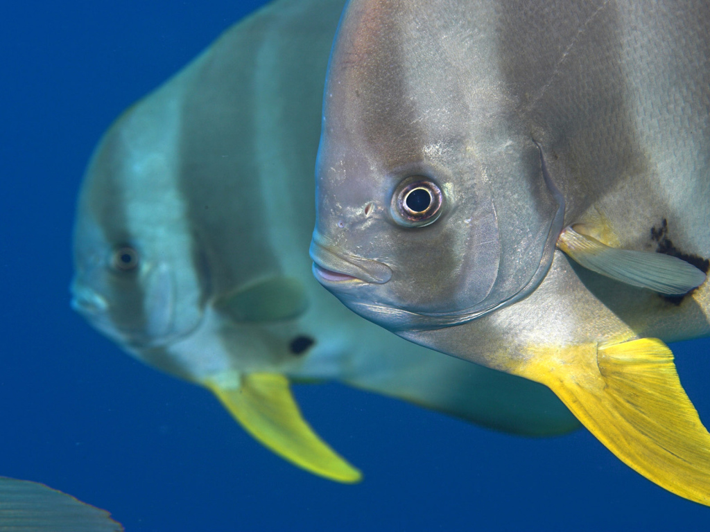 Обитатели Красного моря