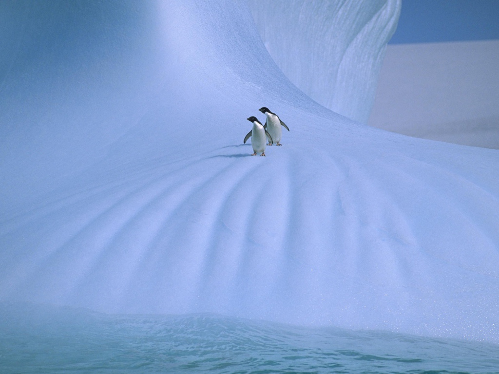 Пингвины на льдине