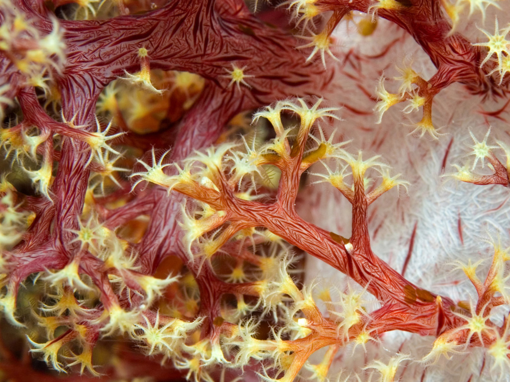 Красные кораллы