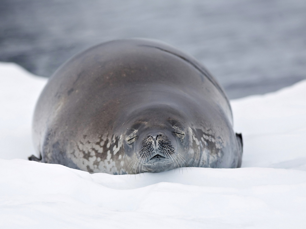 Морской лев